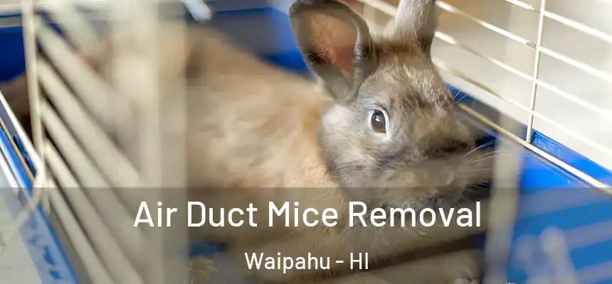  Air Duct Mice Removal Waipahu - HI